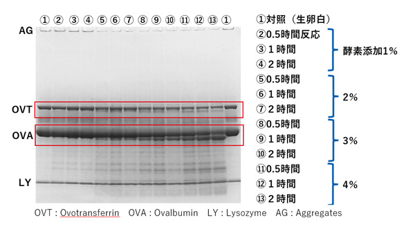 微生物由来新規タンパク質分解酵素処理卵白の電気泳動