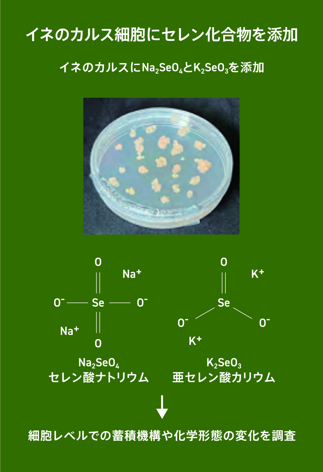 イネのカルスにおけるセレンの化学形態分析のイメージ画像