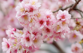 さくらイメージ